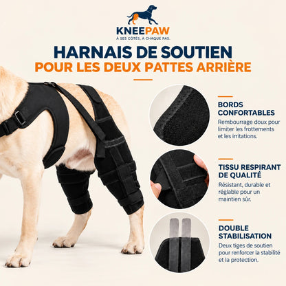 Détails du harnais : bords confortables, tissu respirant, double stabilisation