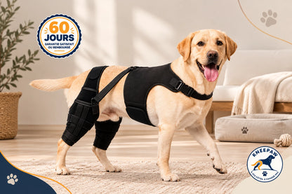 Labrador portant la genouillère double Kneepaw avec harnais
